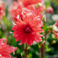 Dahlia 'Red Labyrinth'