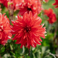 Dahlia 'Red Labyrinth'