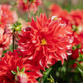 Dahlia 'Red Labyrinth'