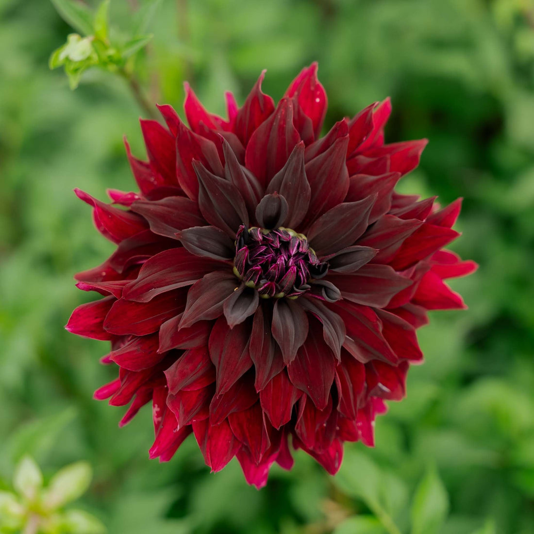 Dahlia 'Rip City'