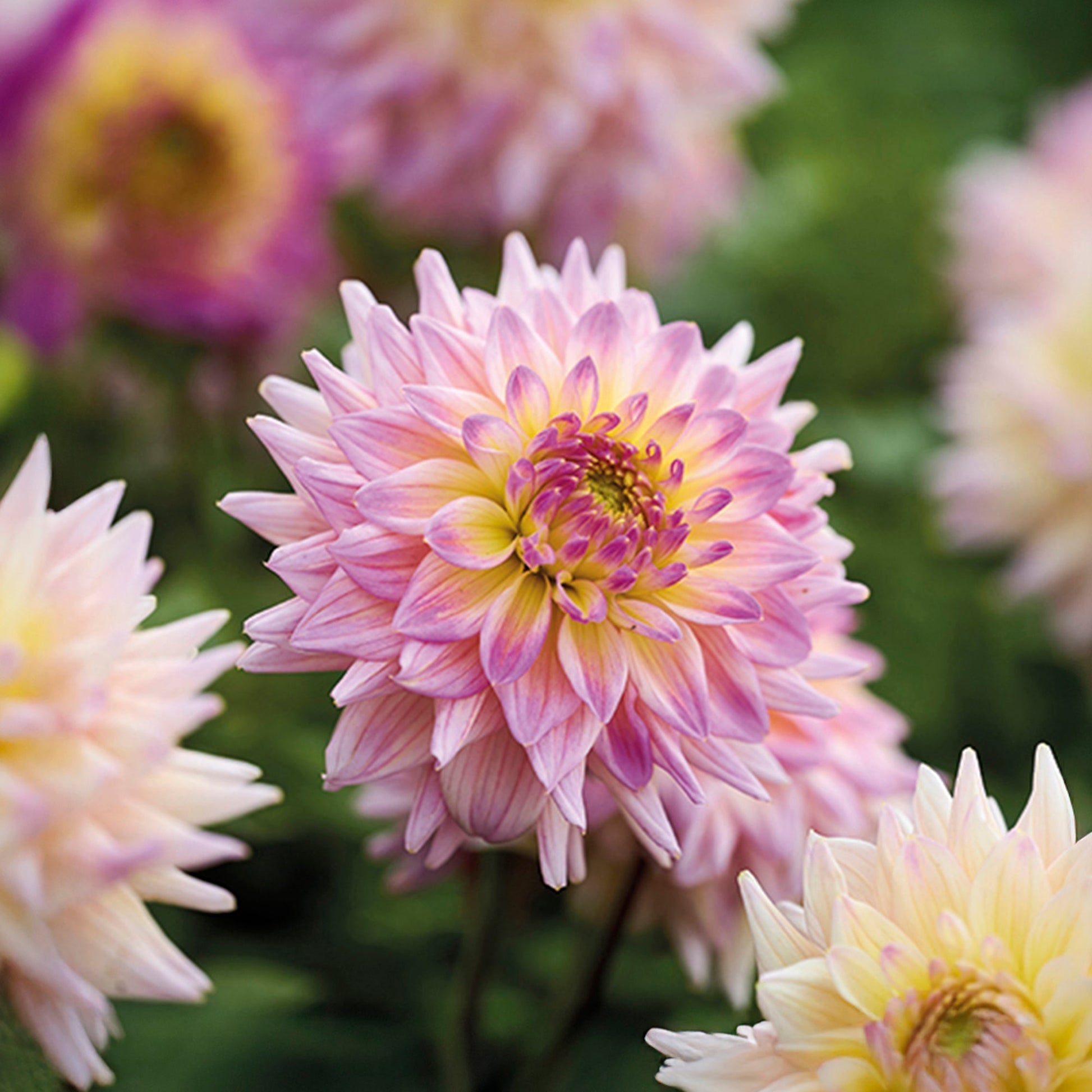 Dahlia 'Romantique'