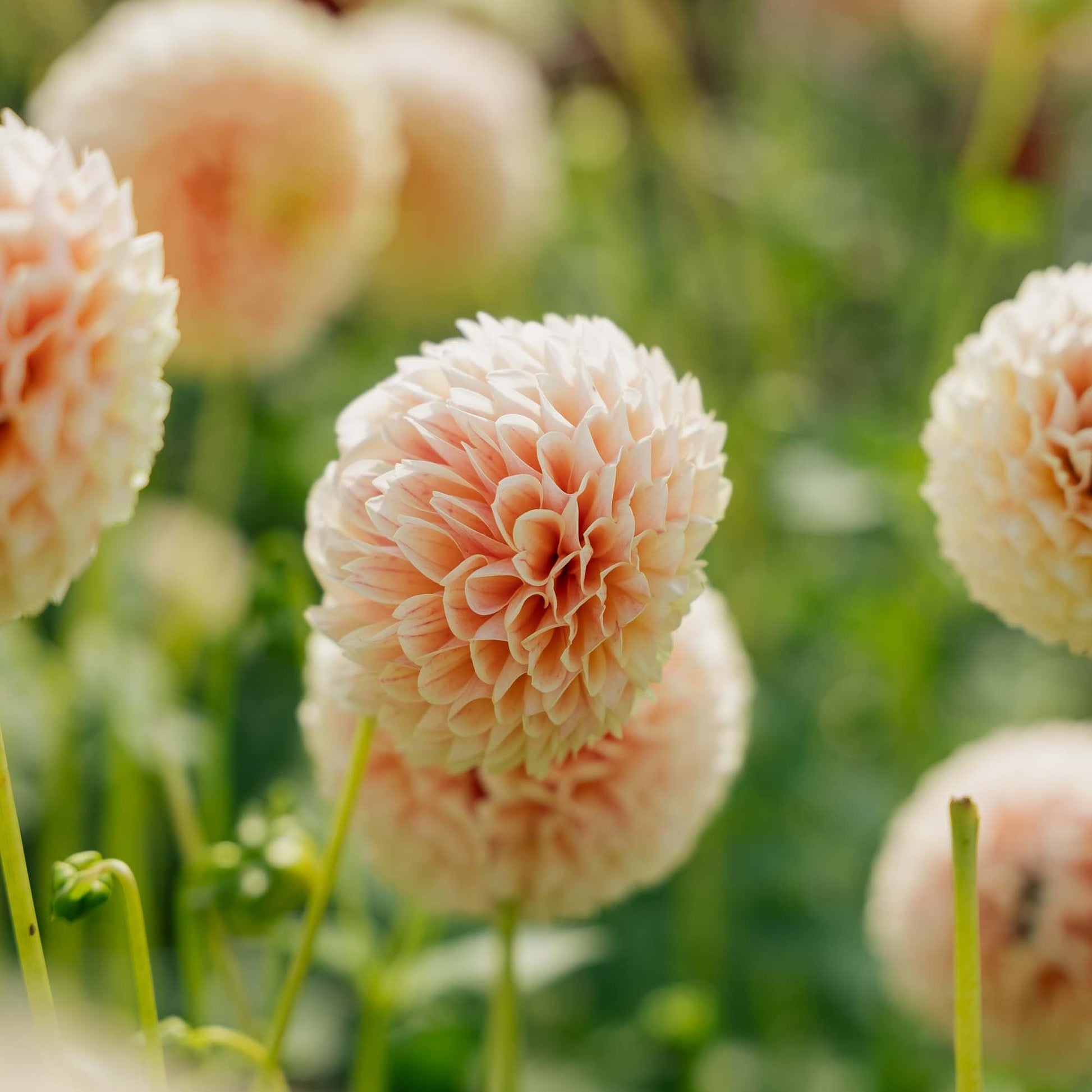 Dahlia 'Sweet Suzanne'