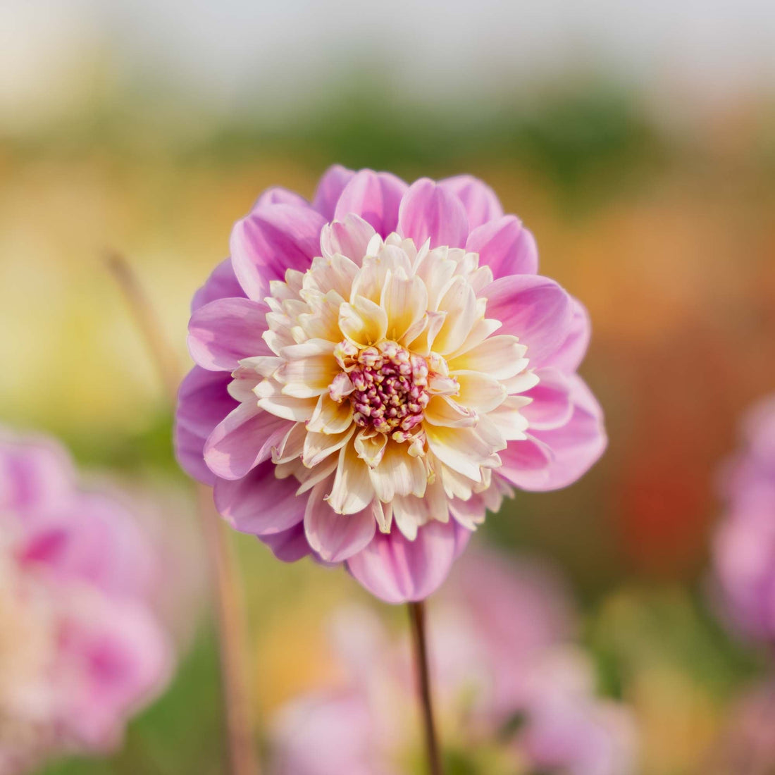 Dahlia 'Take Off'