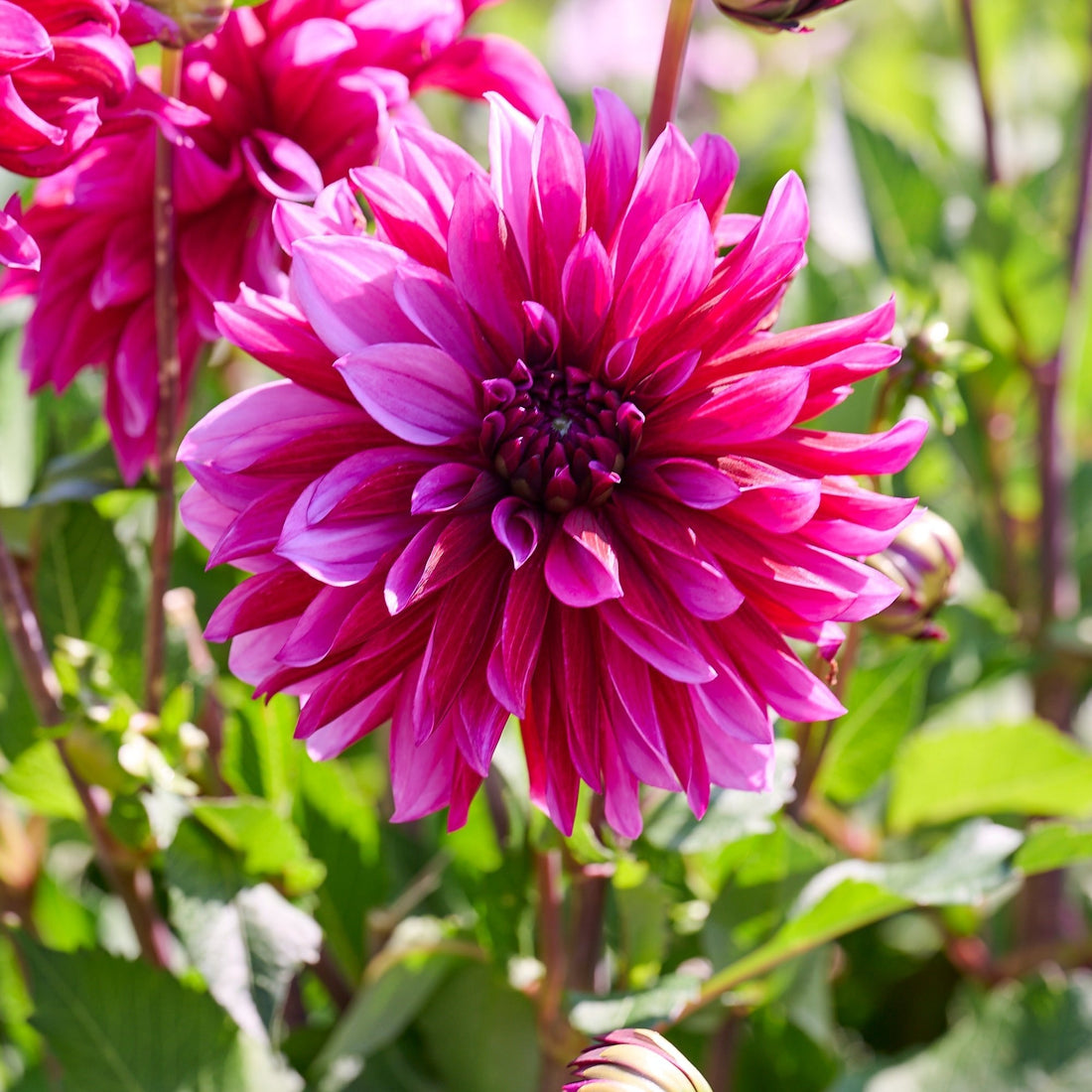 Dahlia 'Tanita'