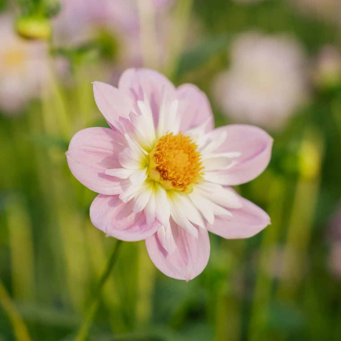 Dahlia 'Teesbrooke Audrey'