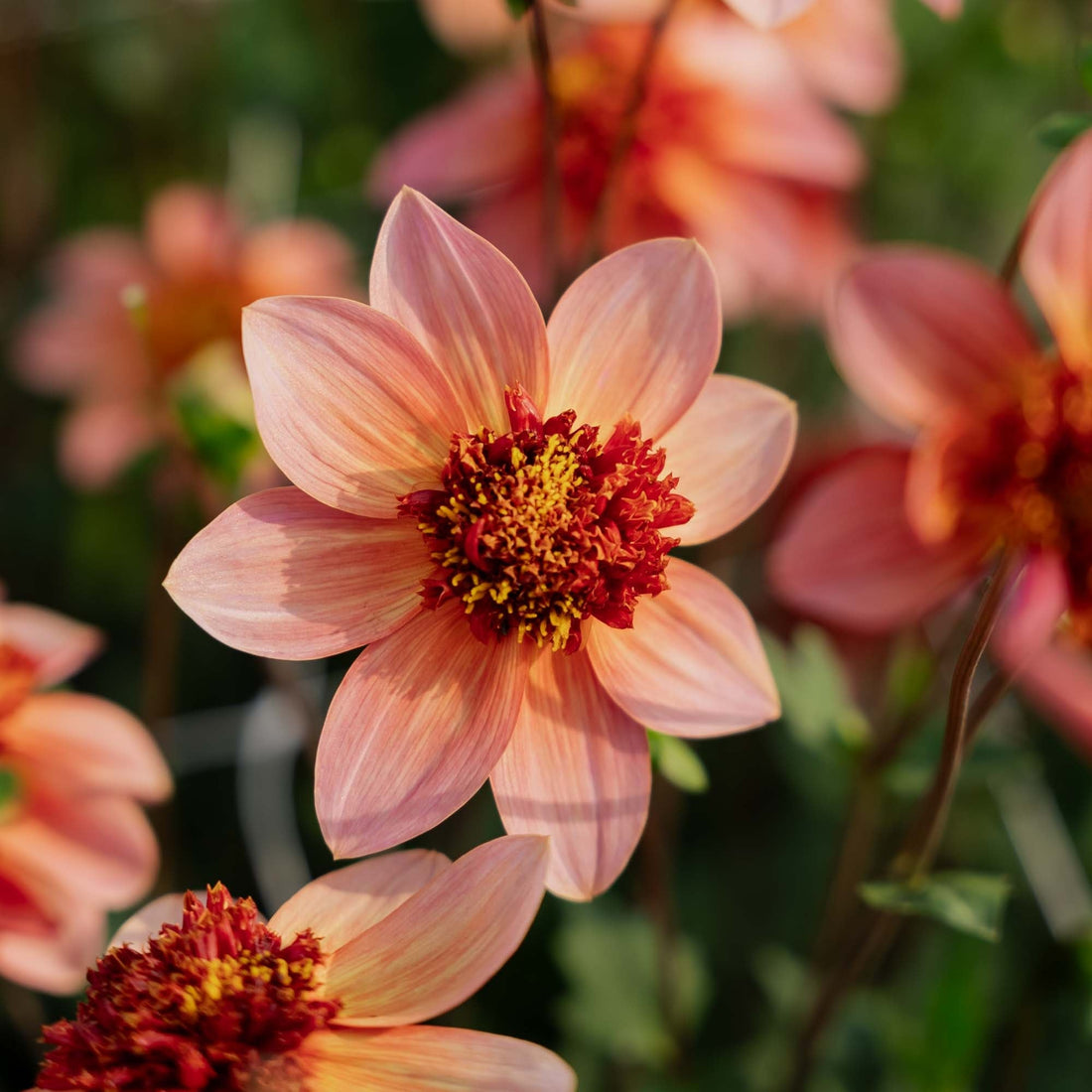 Dahlia 'Totally Tangerine'