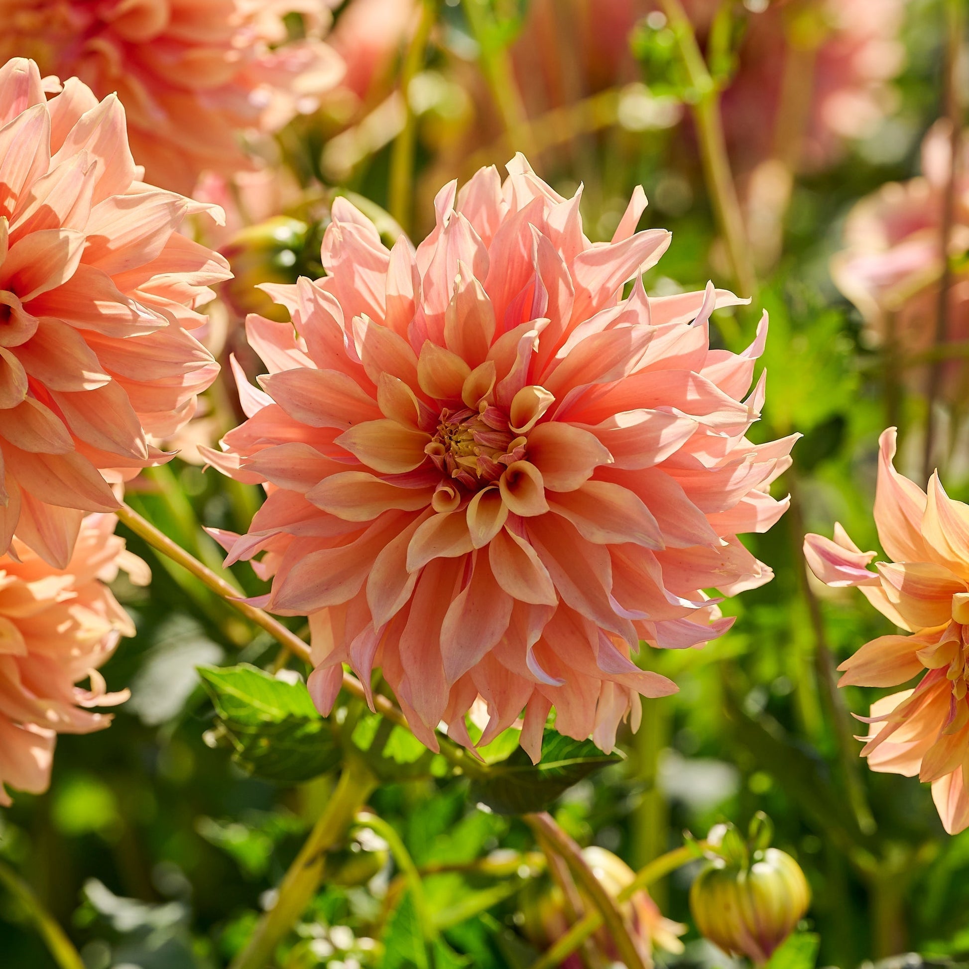 Dahlia 'Tyrell'