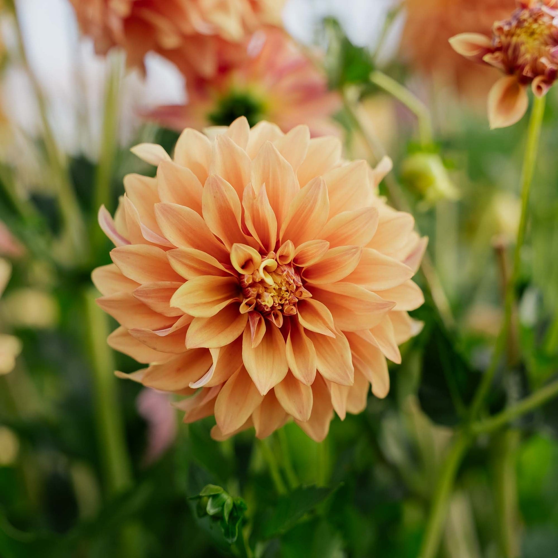 Dahlia 'Tyrell'