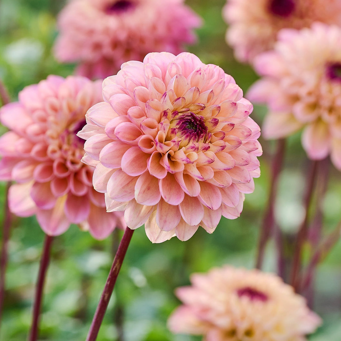 Dahlia 'Yellow Jill'