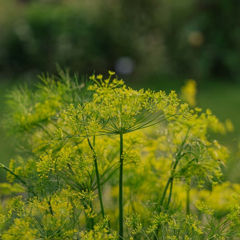 Dillfrön - 300 Ekologiska Frön