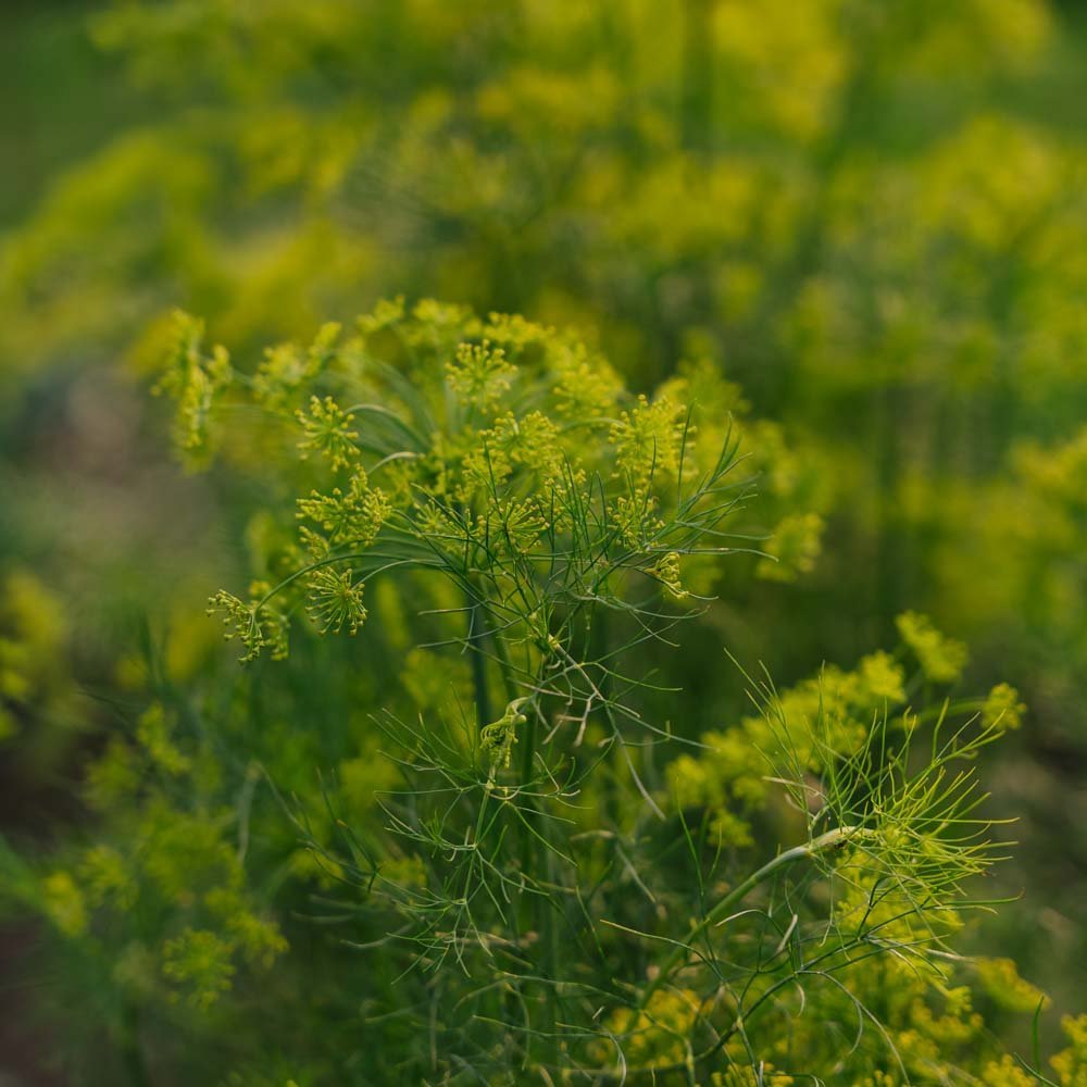 Dillfrön - 300 Ekologiska Frön