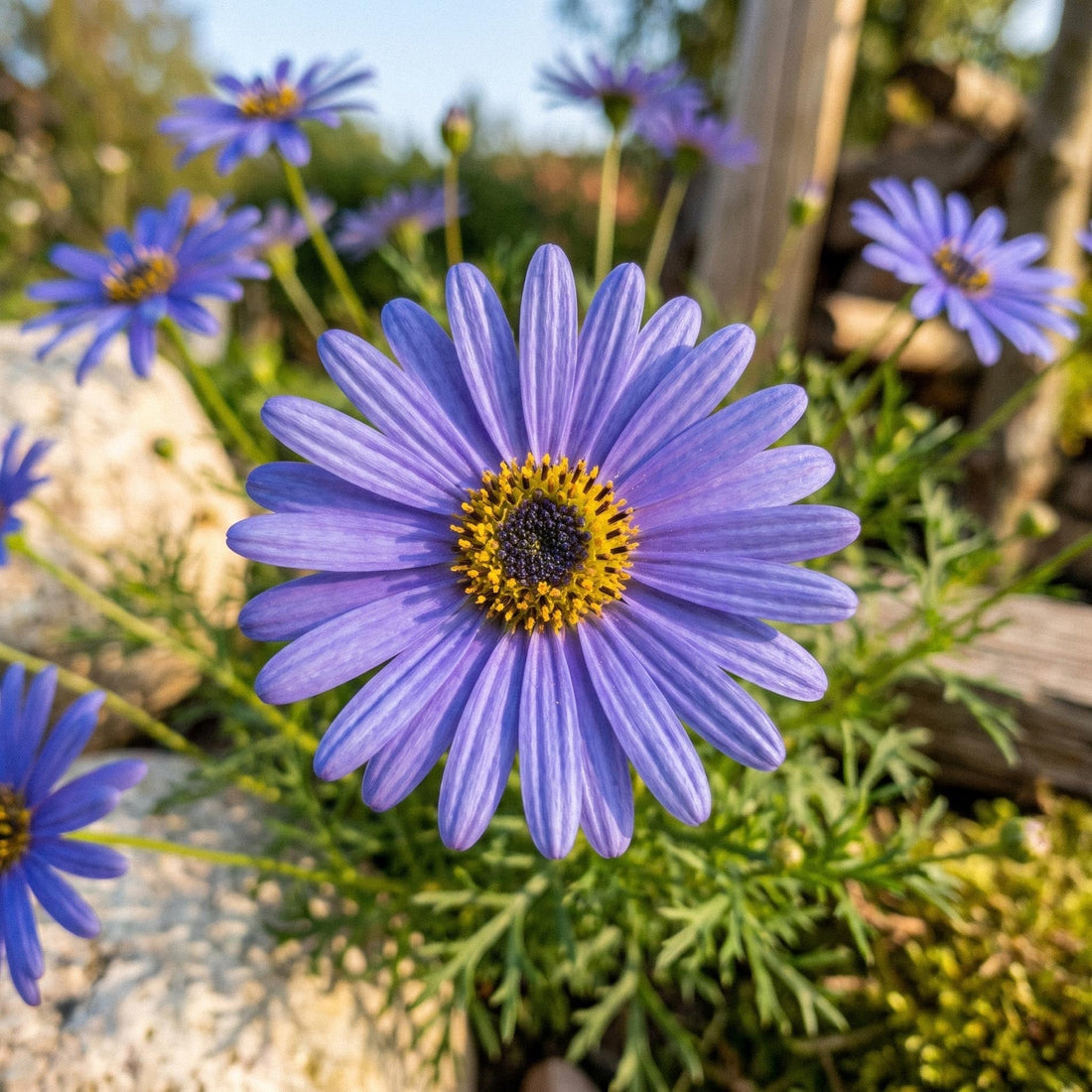 Dockkrage frön 'Swan River Daisy' - 150 Ekologiska frön