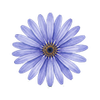 Blomfröer