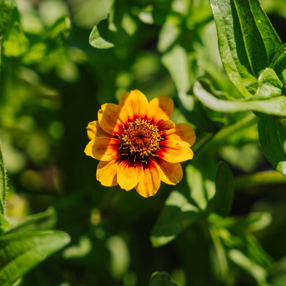 Dvärg zinnia frö frö - 50 Ekologiska Frö