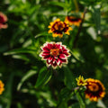 Dvärg zinnia frö frö - 50 Ekologiska Frö