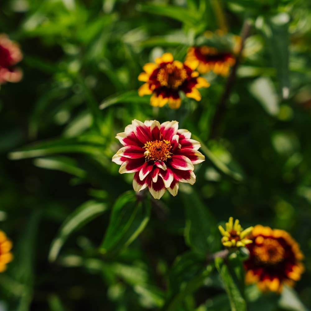 Dvärg zinnia frö frö - 50 Ekologiska Frö
