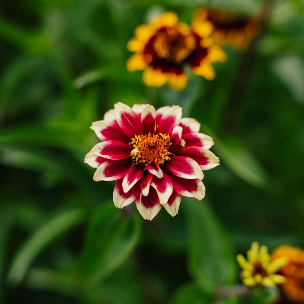 Dvärg zinnia frö frö - 50 Ekologiska Frö