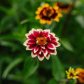 Dvärg zinnia frö frö - 50 Ekologiska Frö