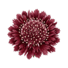 Blomfröer