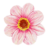 Dahlia