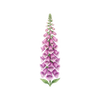 Blomfröer