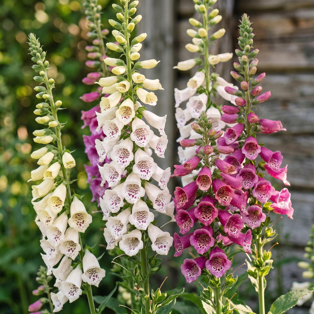 Fingerborgsblomma frön 'Candy Mountain Mix' - 400 Ekologiska frön