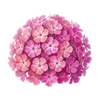 Blomfröer