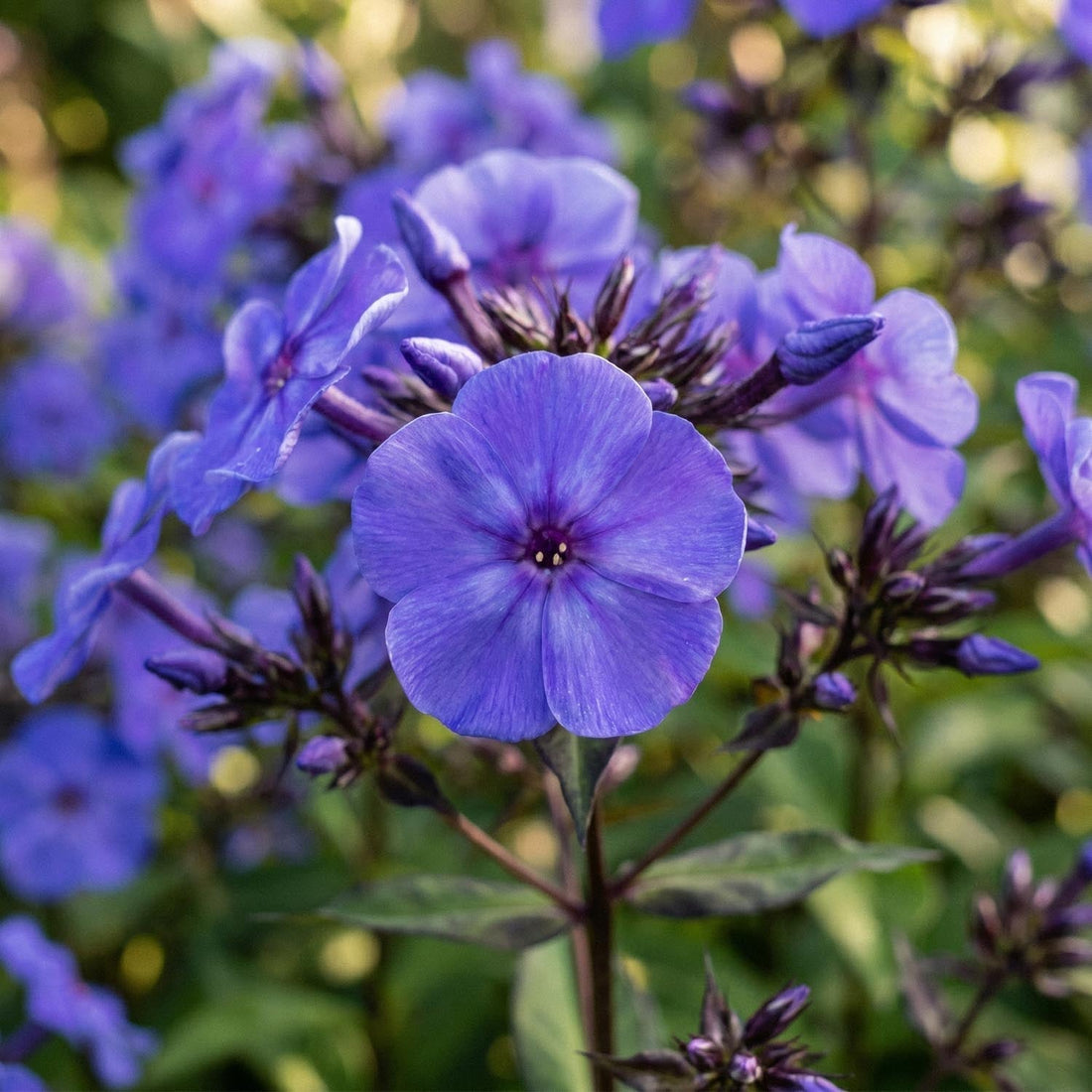 Flox, Phlox 'Blue Paradise'