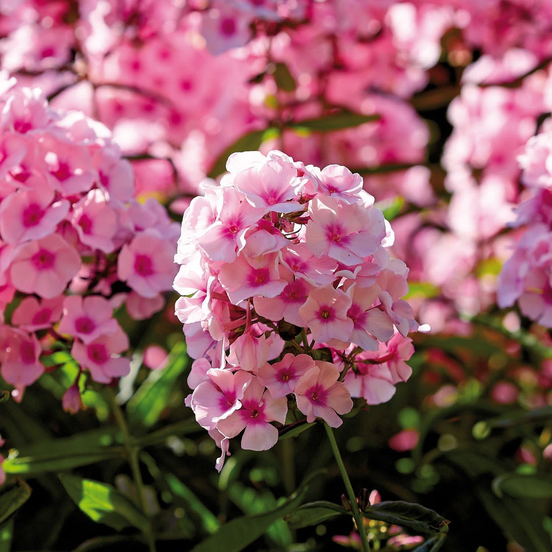 Flox, Phlox 'Bright Eyes'