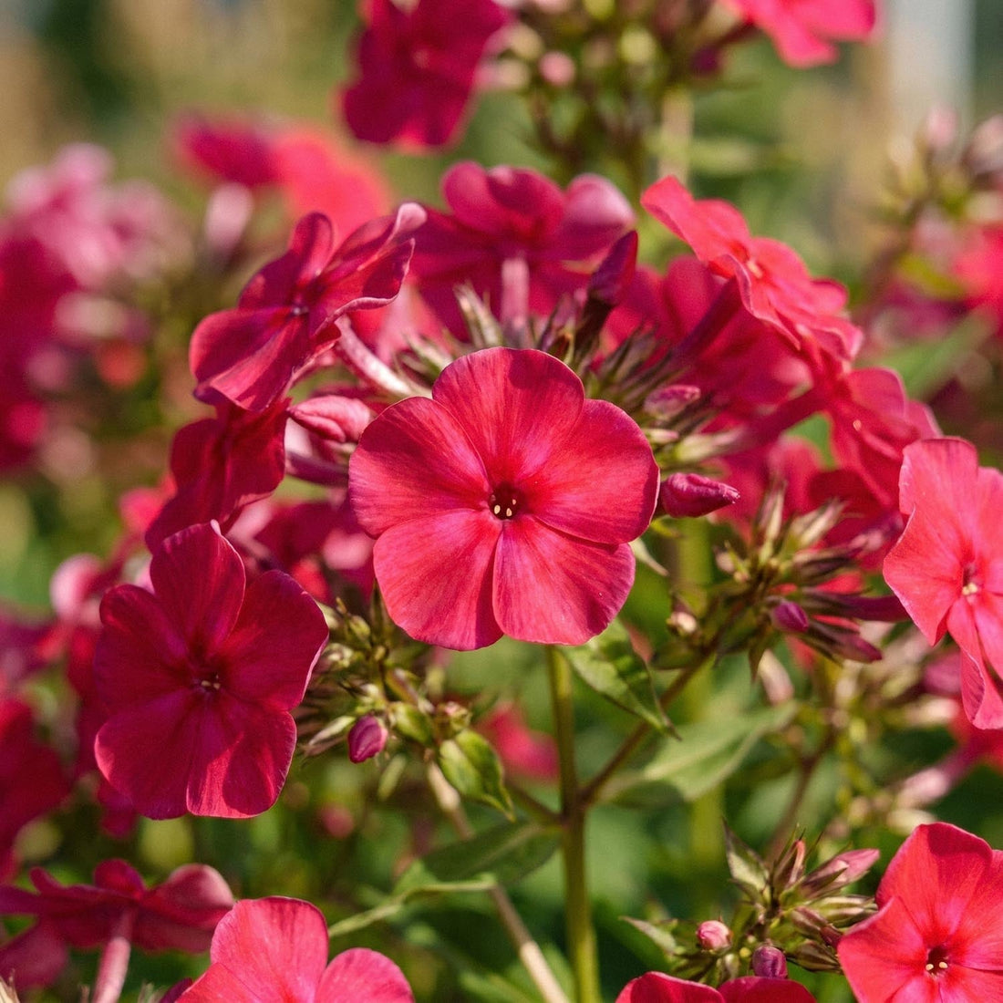 Flox, Phlox 'Starfire'
