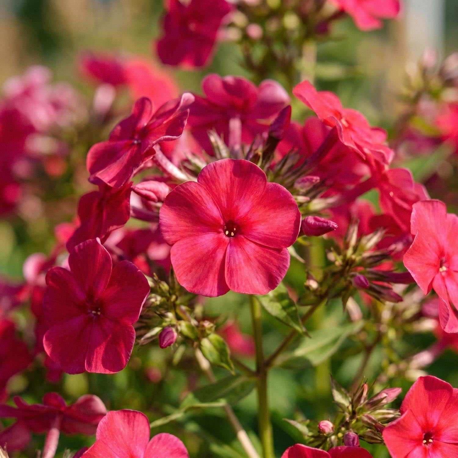 Flox, Phlox 'Starfire'