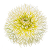 Dahlia