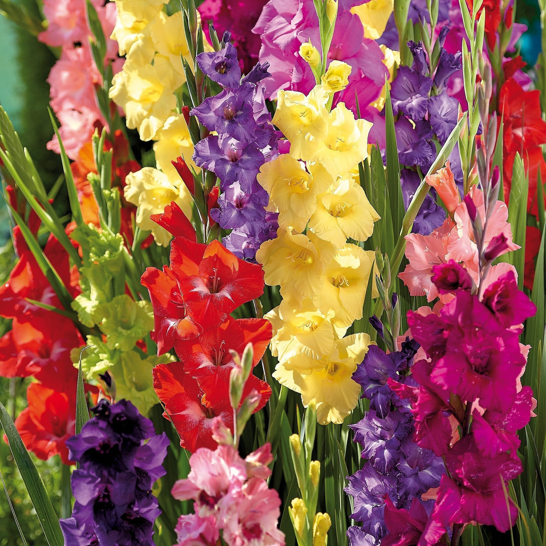 Gladiolus 'Mixed'