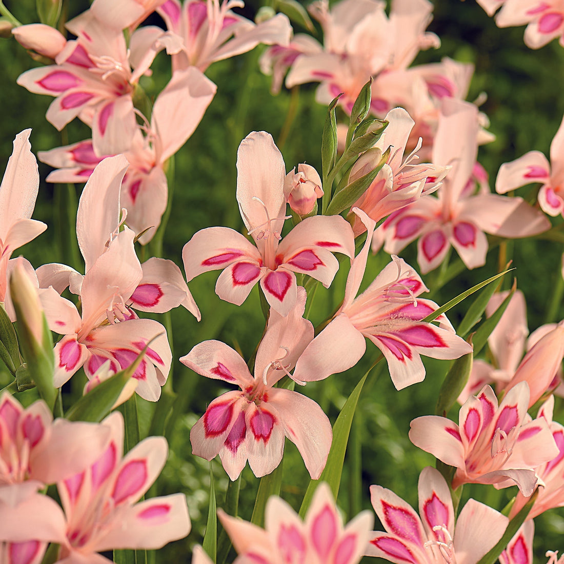 Gladiolus 'Nanus Impressive'