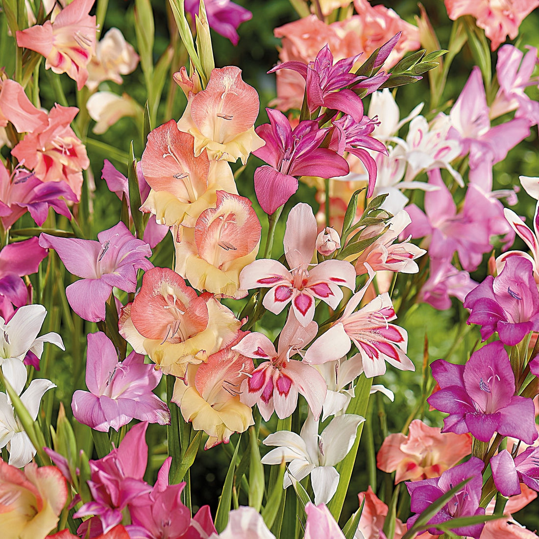 Gladiolus 'Nanus Mixed'