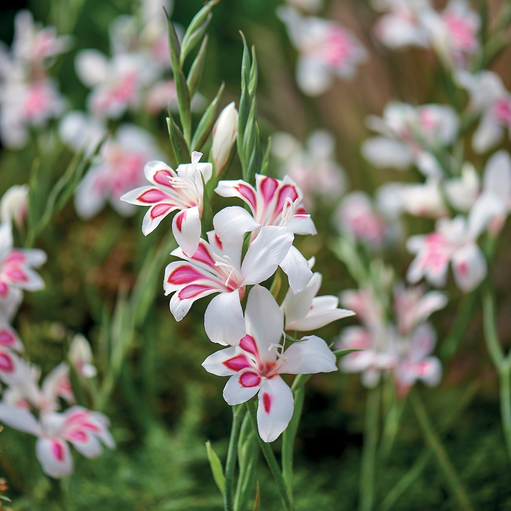 Gladiolus 'Nanus Prins Claus'