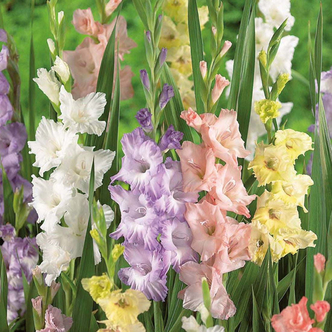 Gladiolus 'Pastel Mixed'