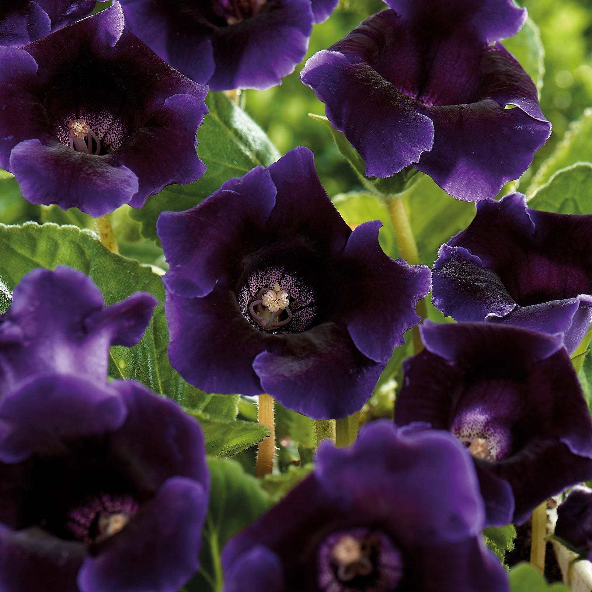 Gloxinia, Sinningia 'Violacea'