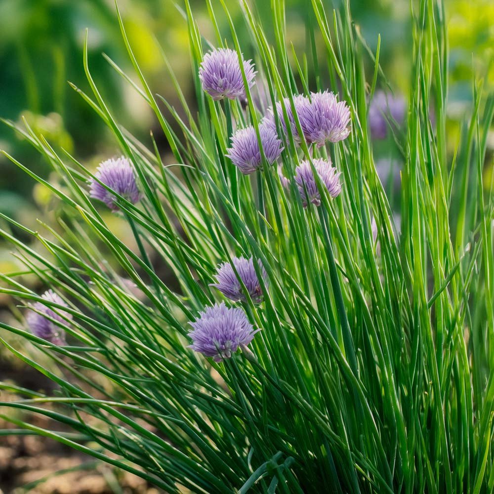 Gräslök frö - 200 Ekologiska Frön