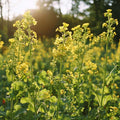 Grøngødning frø 'White Mustard' (20 m²)