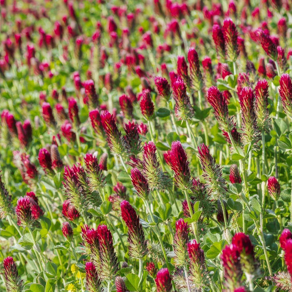 Gröngödsling frö 'Crimson Clover' (20 m²)