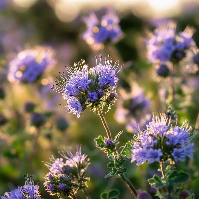 Gröngödsling frö 'Phacelia' (20 m²)