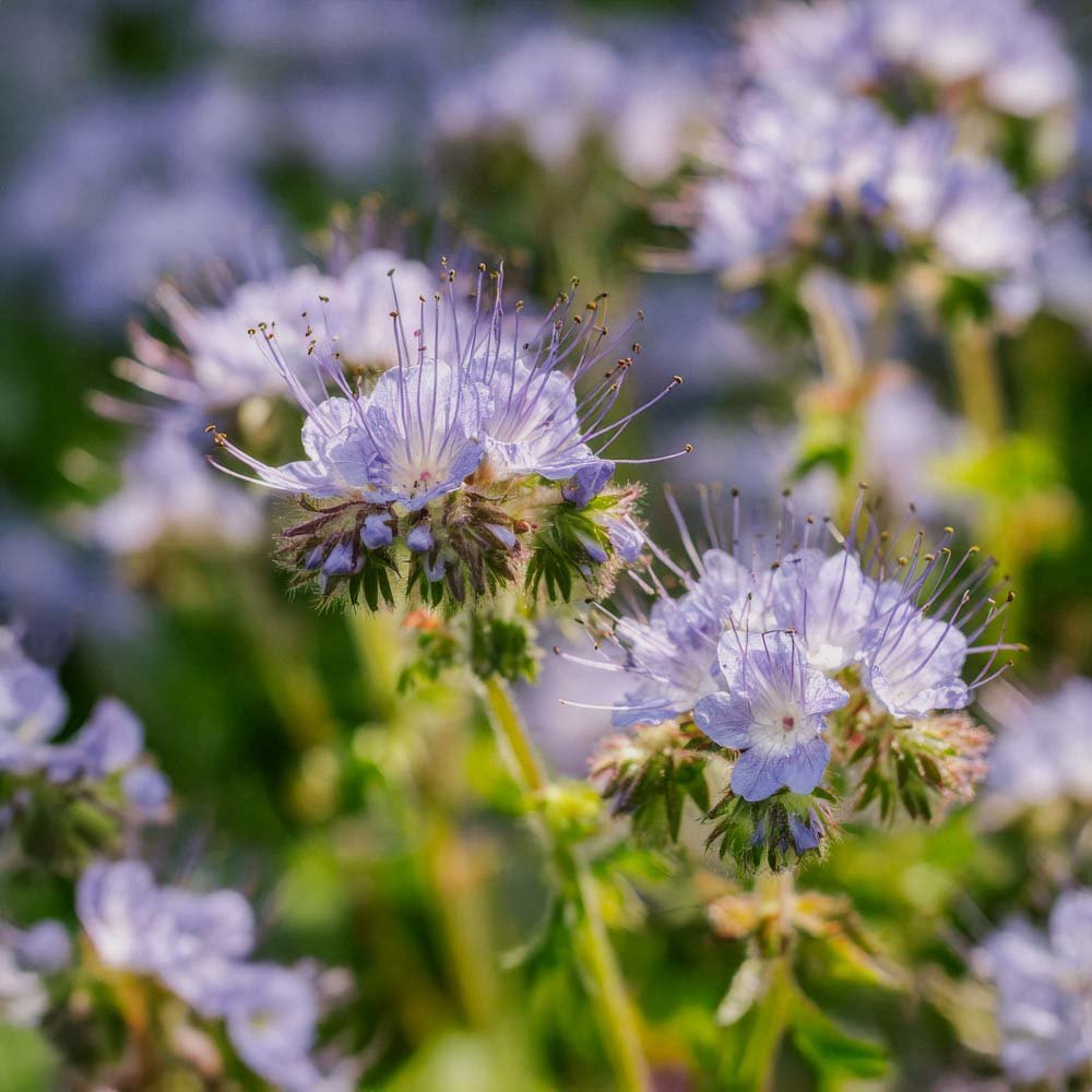Gröngödsling frö 'Phacelia' (20 m²)