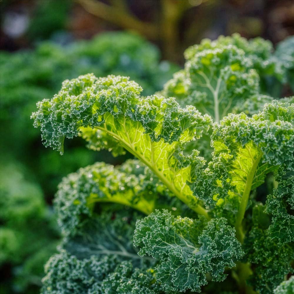 Grönkål frö 'Westland Winter' - 75 Ekologiska Frön