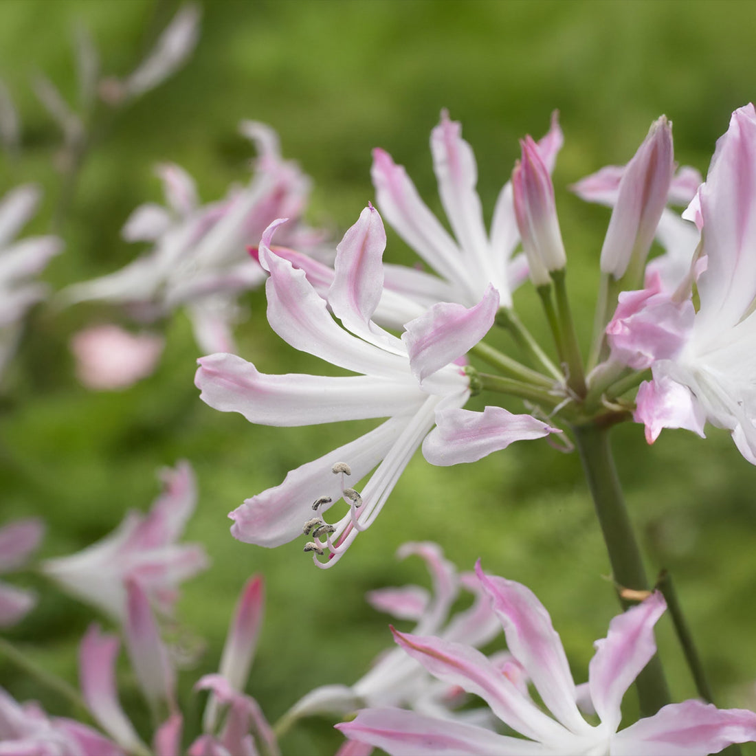 Guernsey Lilja, Nerine 'Bioncé'