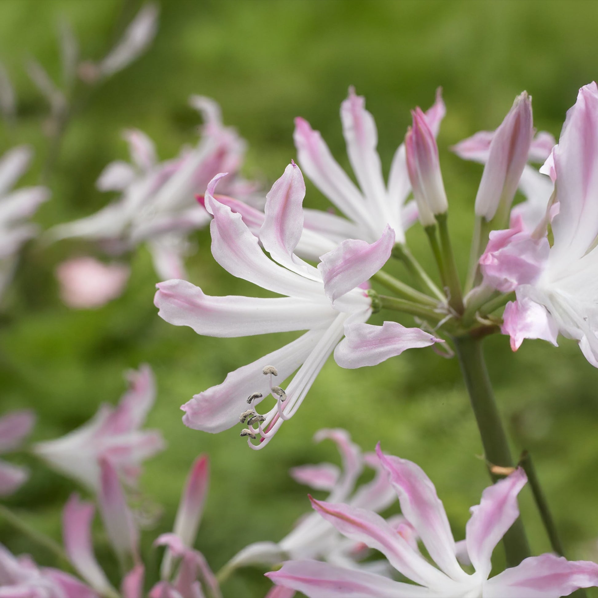 Guernsey Lilja, Nerine 'Bioncé'