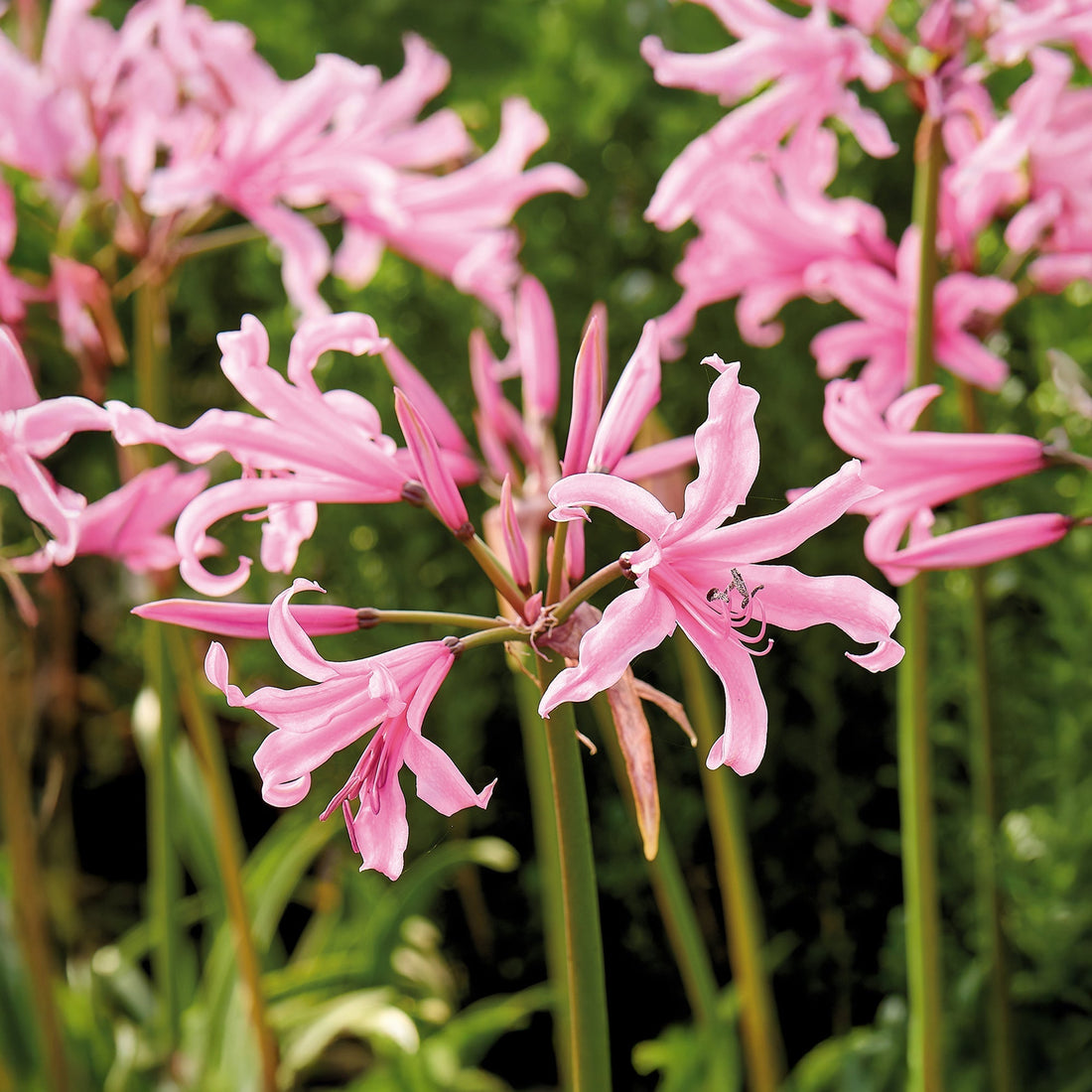 Guernsey Lilja, Nerine bowdenii