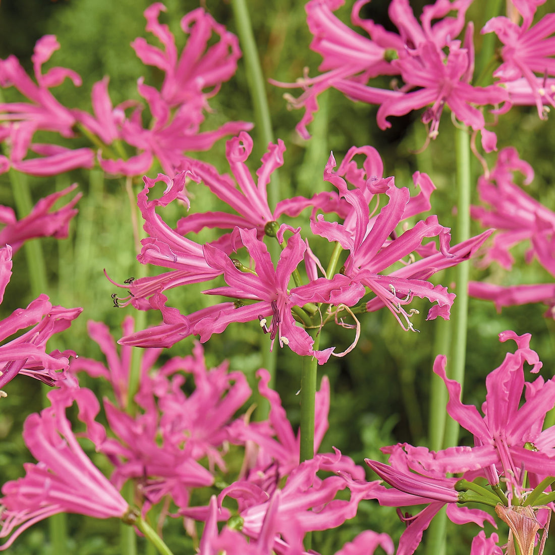 Guernsey Lilja, Nerine bowdenii 'Isabelle'