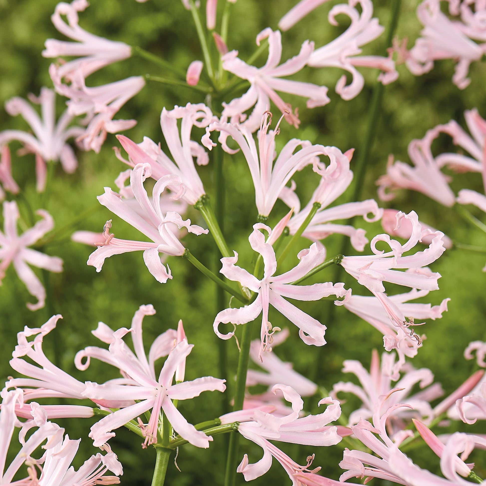 Guernsey Lilja, Nerine bowdenii 'Vesta K'
