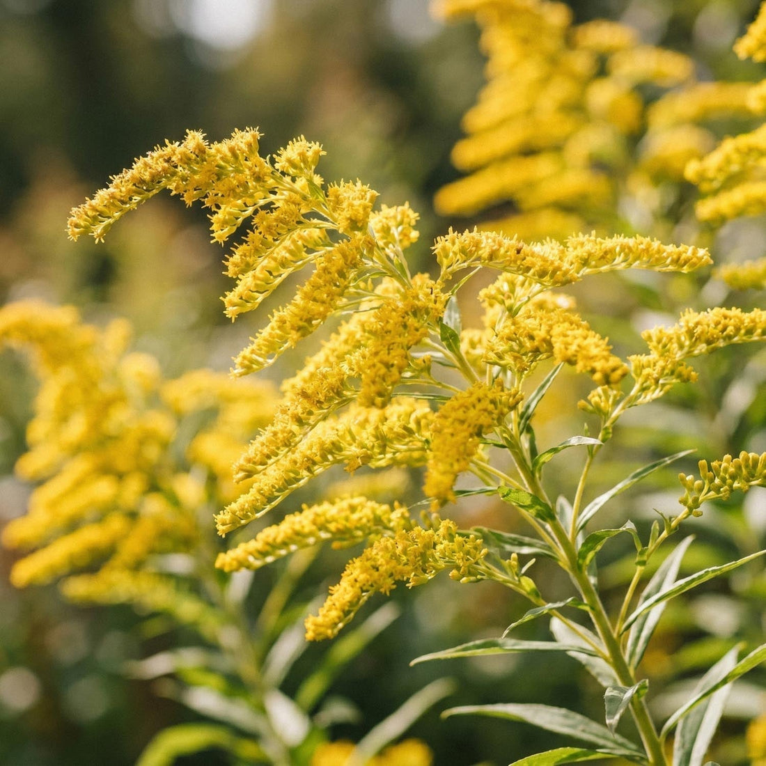 Gullris, Solidago 'Citronella'